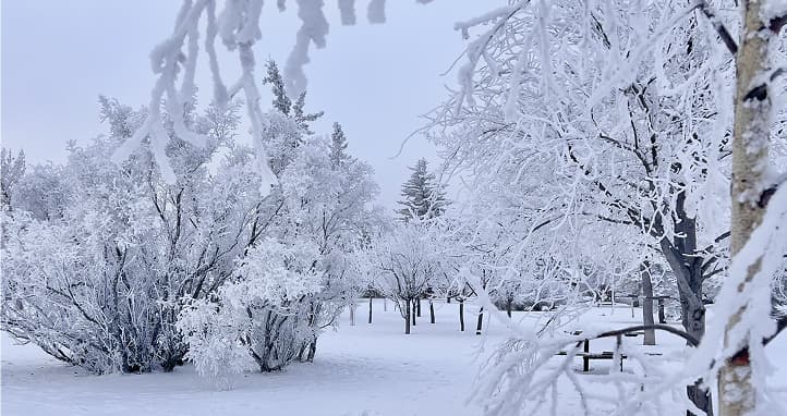 Calgary in winter with hoar frost on tree branches